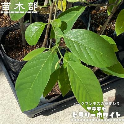 アテモヤ 苗の商品一覧 通販 - Yahoo!ショッピング