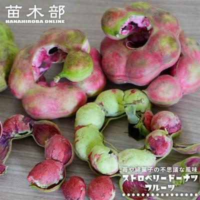 苗木部 花ひろばオンライン - 熱帯果樹苗 ( 沖縄,南国フルーツ苗など