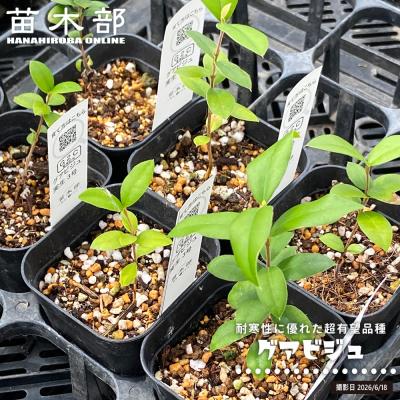 苗木部 花ひろばオンライン - 熱帯果樹苗 ( 沖縄,南国フルーツ苗など