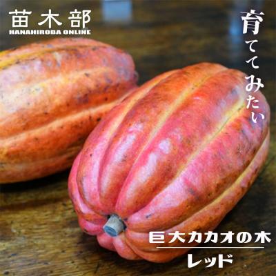 苗木部 花ひろばオンライン - 熱帯果樹苗 ( 沖縄,南国フルーツ苗など