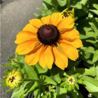 ルドベキア ヒルタ タイガーアイ の苗 Ki Hananae 142 花育通販yahoo 店 通販 Yahoo ショッピング