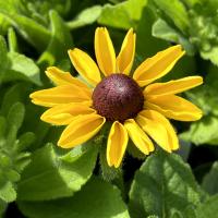 ルドベキア ヒルタ タイガーアイ の苗 Ki Hananae 142 花育通販yahoo 店 通販 Yahoo ショッピング