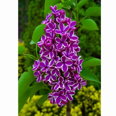 ライラック(苗木、植木)の商品一覧 | 花、ガーデニング 通販 ライラック(苗木、植木)の商品一覧 | 花、ガーデニング 通販