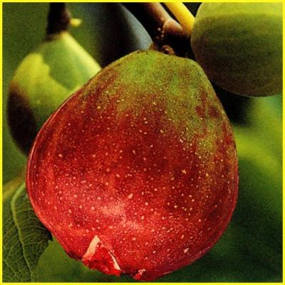 イチジク 苗木 蓬莱柿（苗木、植木） | 花、ガーデニング のおすすめ