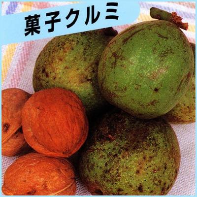 胡桃 樹皮のおすすめ人気商品一覧 通販 - Yahoo!ショッピング