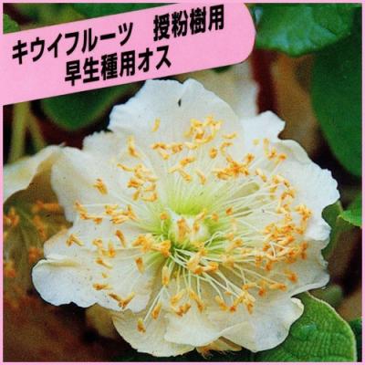 梨の受粉用花粉（花、ガーデニング）のおすすめ人気商品一覧 通販