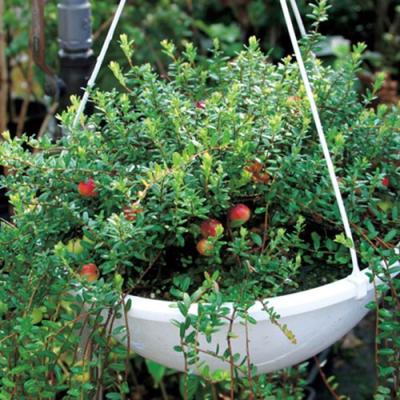 クランベリー 苗（苗木、植木） | 花、ガーデニング の商品一覧 通販