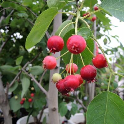ジューンベリー（果樹の苗、苗木）｜苗木、植木 | 花、ガーデニング の