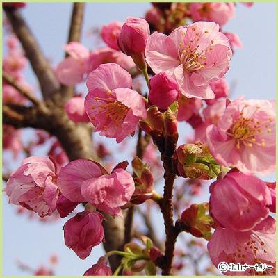 桜 苗木 ソメイヨシノのおすすめ人気商品一覧 通販 - Yahoo!ショッピング