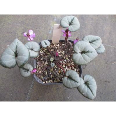 花工房 たんぽぽ - 商品一覧（おすすめ順） - 売れ筋通販 - Yahoo