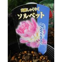 芍薬 シャクヤク 花 しゃくやく サラベルナール 切花向きカラフルコレクション １株 10 5cmロングポット 宿根草 N Paeonia Cutsn イングの森 花 苗 育て方 通販 Yahoo ショッピング