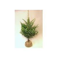 もみの木のおすすめ人気ランキングTOP100 - Yahoo!ショッピング