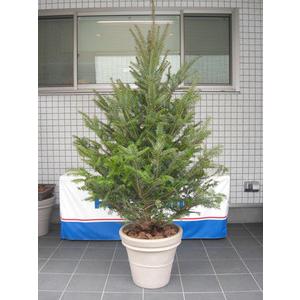 モミの木（常緑樹の植木、庭木）｜苗木、植木 | 花、ガーデニング の