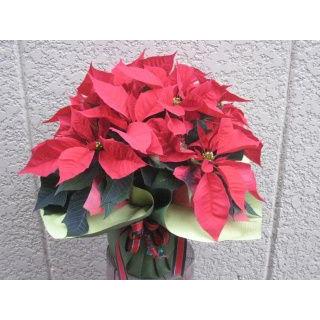 ポインセチア（花、ガーデニング）のおすすめ人気商品一覧 通販