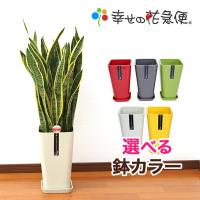 観葉植物 サンスベリア8号カラーポット 