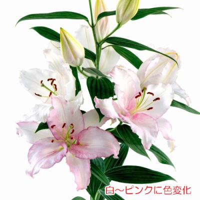ユリの森 深谷ゆり – JAふかや深谷ゆり部会