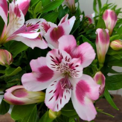 イングの森 花苗の専門店 - □アルストロメリア｜Yahoo!ショッピング