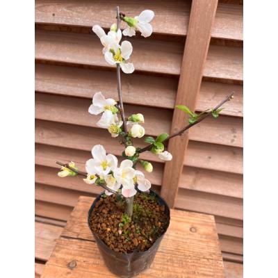 イングの森 花苗の専門店 - □ボケ(木瓜)｜Yahoo!ショッピング