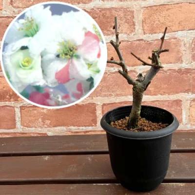 ボケ（花、ガーデニング）のおすすめ人気商品一覧 通販 - Yahoo