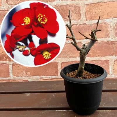 ボケ 盆栽のおすすめ人気商品一覧 通販 - Yahoo!ショッピング