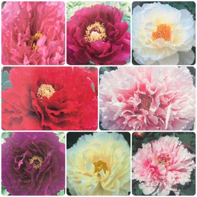 イングの森 花苗の専門店 - □ボタン(牡丹)｜Yahoo!ショッピング