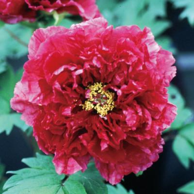 イングの森 花苗の専門店 - □ボタン(牡丹)｜Yahoo!ショッピング
