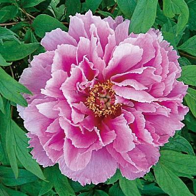 イングの森 花苗の専門店 - □シャクヤク(芍薬)・ピオニー｜Yahoo