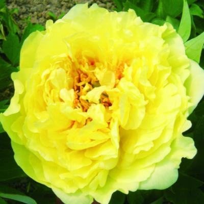 イングの森 花苗の専門店 - □ボタン(牡丹)｜Yahoo!ショッピング