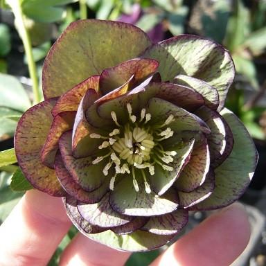 小輪ブラック赤しべ×グロッシーカラー⭐︎小輪カップ咲☆クリスマス