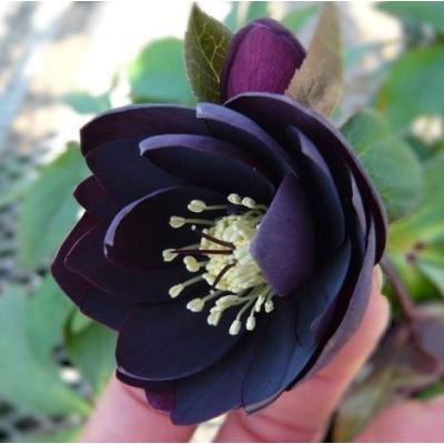 クリスマスローズ ブラックダブルのおすすめ人気商品一覧 通販 - Yahoo