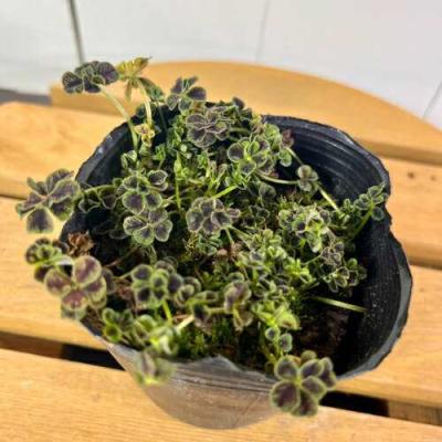 クローバーの苗 G ・Rセット☆ネコポス便発送！ クローバーの苗 G ・Rセット☆ネコポス便発送！ - メルカリ