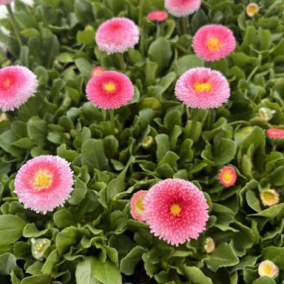 イングの森 花苗の専門店 - □デイジー（デージー）｜Yahoo!ショッピング