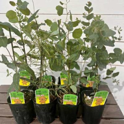ユーカリ ポポラス(苗木、植木)の商品一覧 | 花、ガーデニング ユーカリ ポポラス(苗木、植木)の商品一覧 | 花、ガーデニング