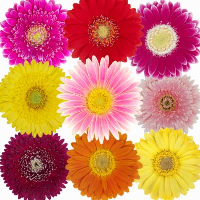 ガーベラ 種（花の苗）｜苗 | 花、ガーデニング の商品一覧 通販
