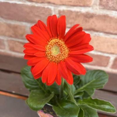ガーベラ　花苗 イングの森 花苗の専門店 - ☆周年開花のガーデンガーベラ｜Yahoo