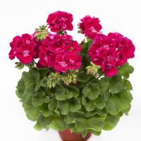 鉢花 栄養系ゼラニウム クオリティ ピンクレース 5号鉢 ゼラニューム 大輪種 花苗 0330 お花処 昌山園 通販 Yahoo ショッピング