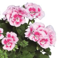 鉢花 栄養系ゼラニウム クオリティ ピンクレース 5号鉢 ゼラニューム 大輪種 花苗 0330 お花処 昌山園 通販 Yahoo ショッピング