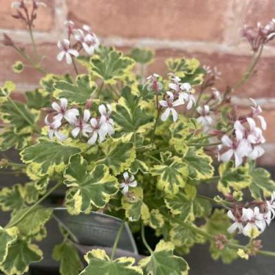 イングの森 花苗の専門店 - □ゼラニウム(ゼラニューム)｜Yahoo