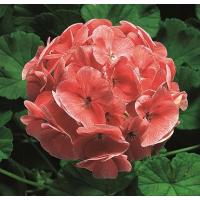 イングの森 花苗の専門店 - □ゼラニウム(ゼラニューム)｜Yahoo