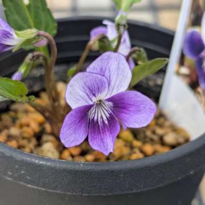 イングの森 花苗の専門店 - □スミレ(すみれ)｜Yahoo!ショッピング