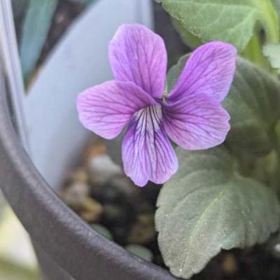 イングの森 花苗の専門店 - □スミレ(すみれ)｜Yahoo!ショッピング