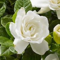 クチナシ 花木 苗 ガーデニア 鉢植え 八重 くちなし 4 5号 薫る バラ咲き 梔子 常緑樹 N Kuchinashi Ss イングの森 花 苗 球根 育て方 通販 Yahoo ショッピング