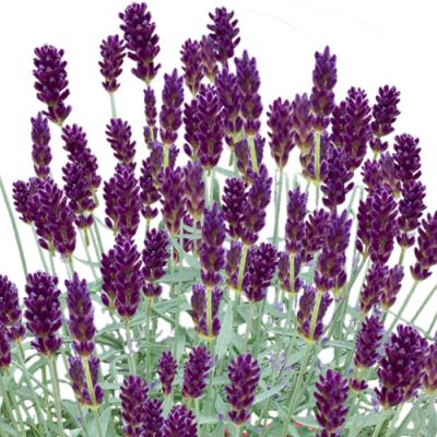 イングの森 花苗の専門店 - □ラベンダー｜Yahoo!ショッピング