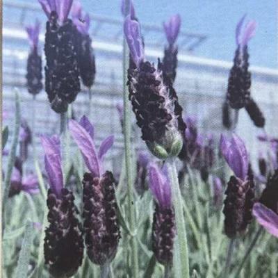 イングの森 花苗の専門店 - □ラベンダー｜Yahoo!ショッピング
