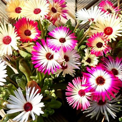 イングの森 花苗の専門店 - □デイジー（デージー）｜Yahoo!ショッピング