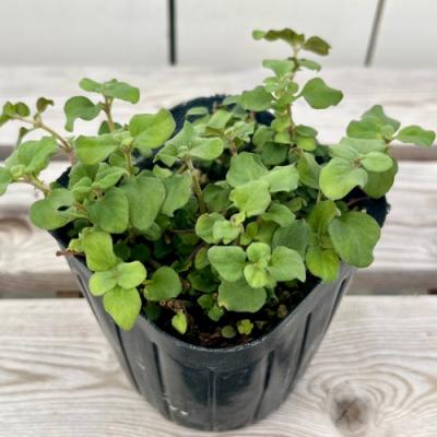 リシマキア 苗（花の苗）｜苗 | 花、ガーデニング のおすすめ人気商品