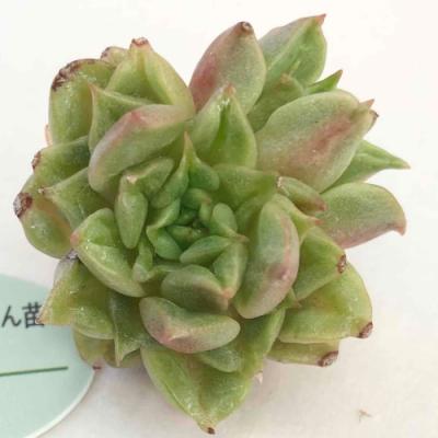 イングの森 花苗の専門店 - □サボテン・多肉植物｜Yahoo!ショッピング