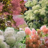 庭木苗 植木苗 スモークツリー リトルルビー Or レッド Or ピンクパール 花色お選びください 樹高 40ｃｍ お花は終了致しました N1512v 遊恵盆栽 Yahoo 店 通販 Yahoo ショッピング