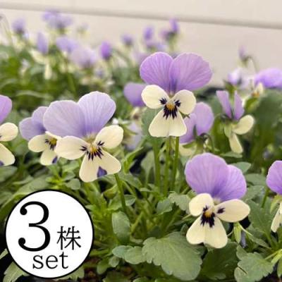 すみれ 苗（花種類：パンジー・ビオラ）のおすすめ人気商品一覧 通販