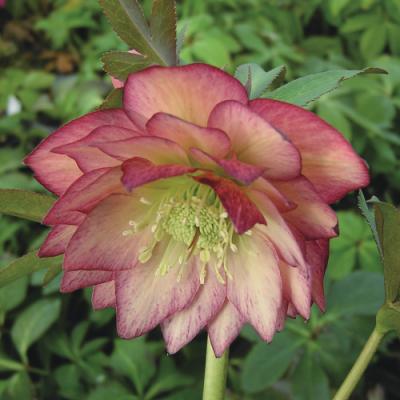イングの森 花苗の専門店 - □クリスマスローズ｜Yahoo!ショッピング